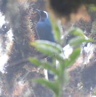 Image of White-collared Jay