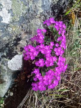 Image of Primula hirsuta All.