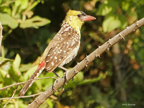 Image of Yellow-breasted Barbet