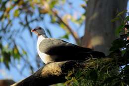 Image of White-headed Pigeon