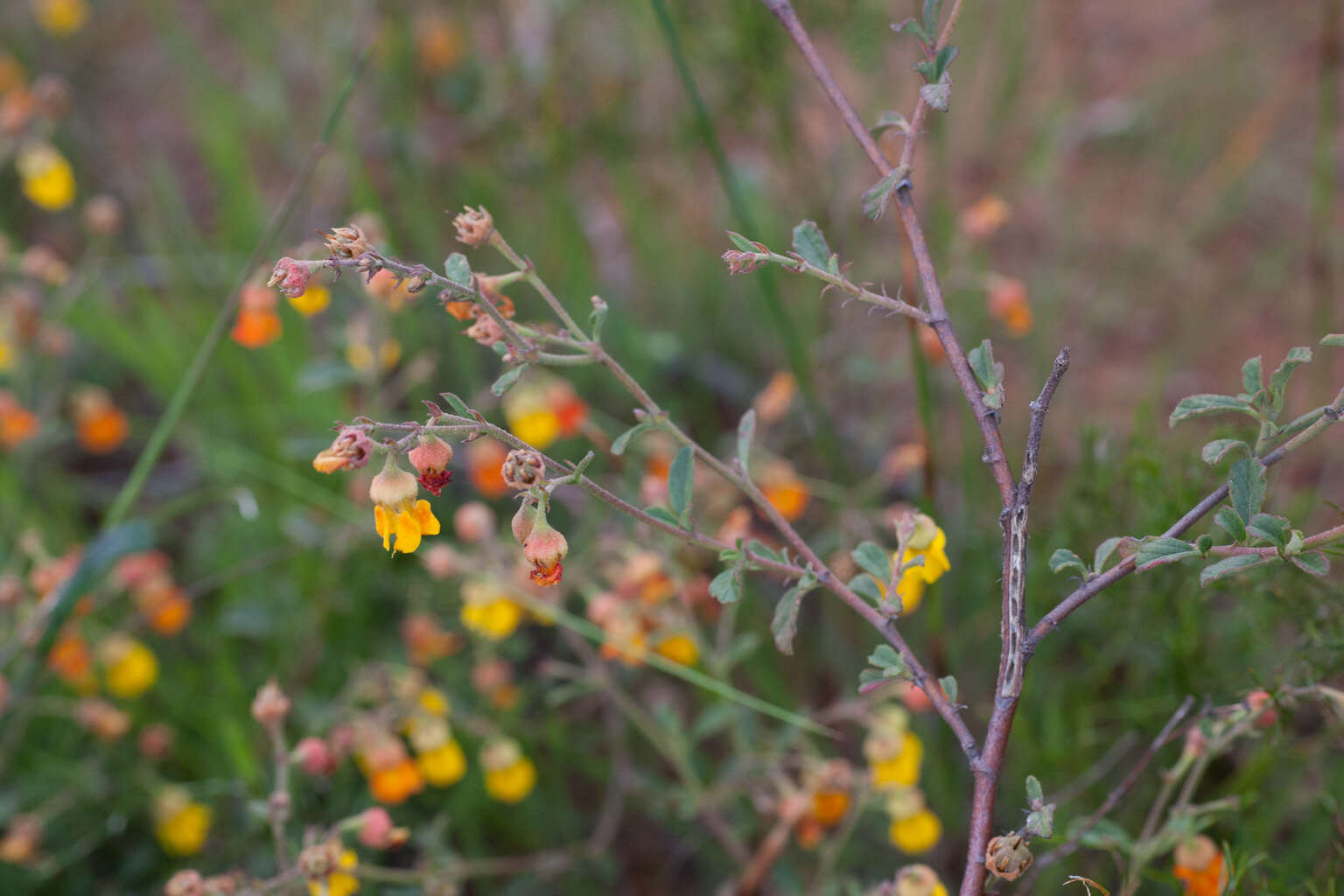 Image of Hermannia multiflora Jacq.