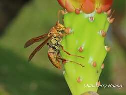 Image of Polistes japonicus formosanus N