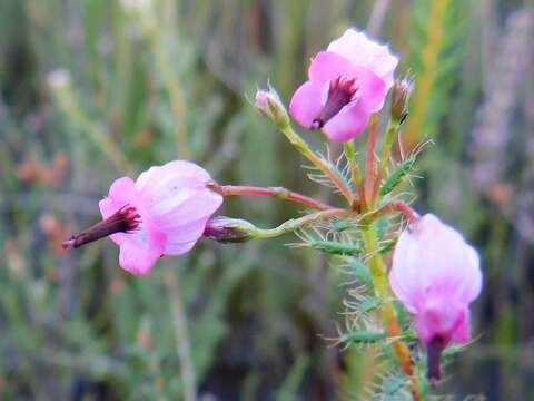 Image of Erica embothriifolia var. embothriifolia