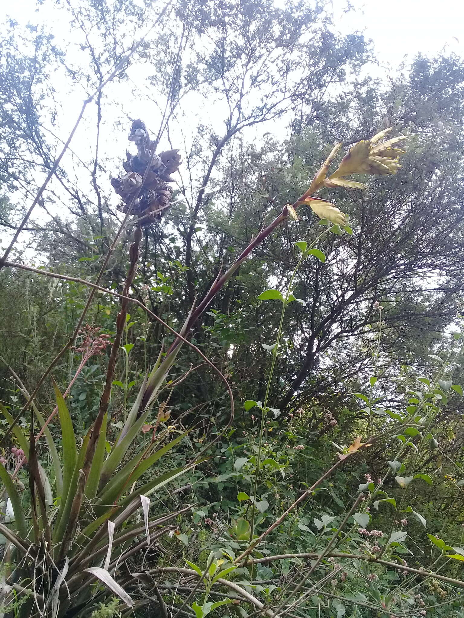 Image of Tillandsia lajensis André