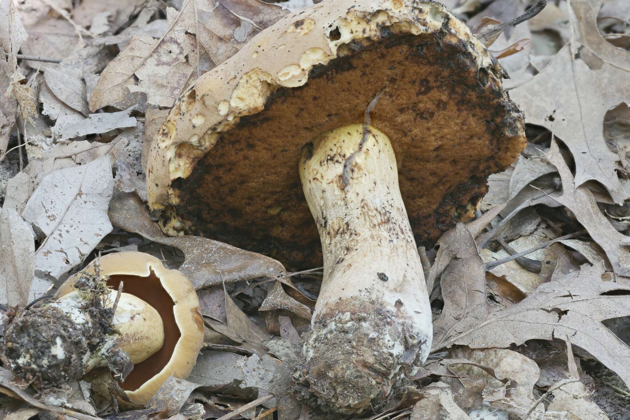 Sivun Boletus vermiculosus Peck 1872 kuva