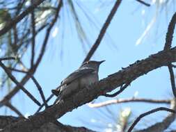 Image of Fan-tailed Cuckoo