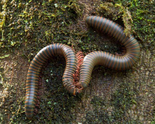 Image of American giant millipede