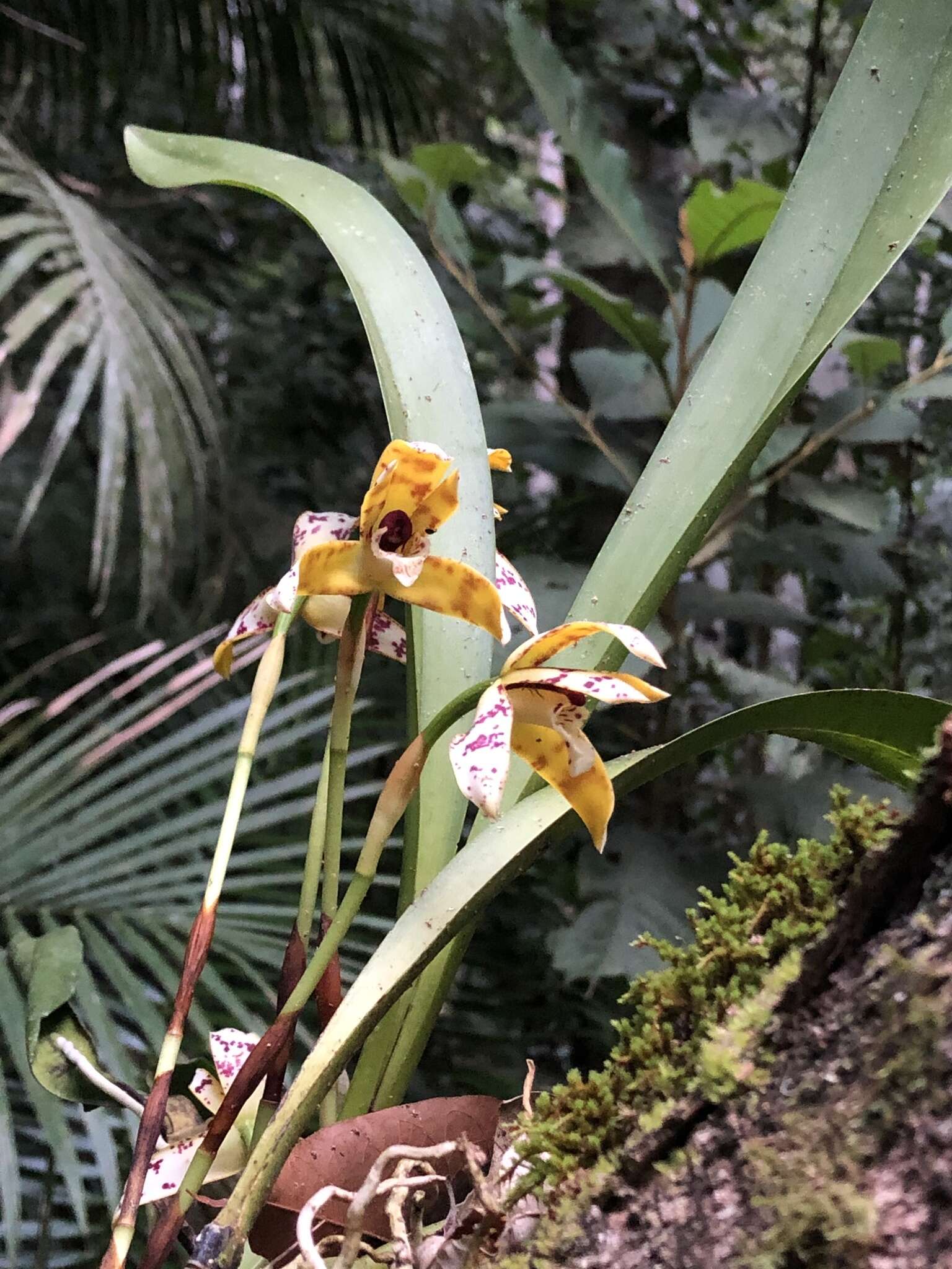 Image of Maxillaria picta Hook.