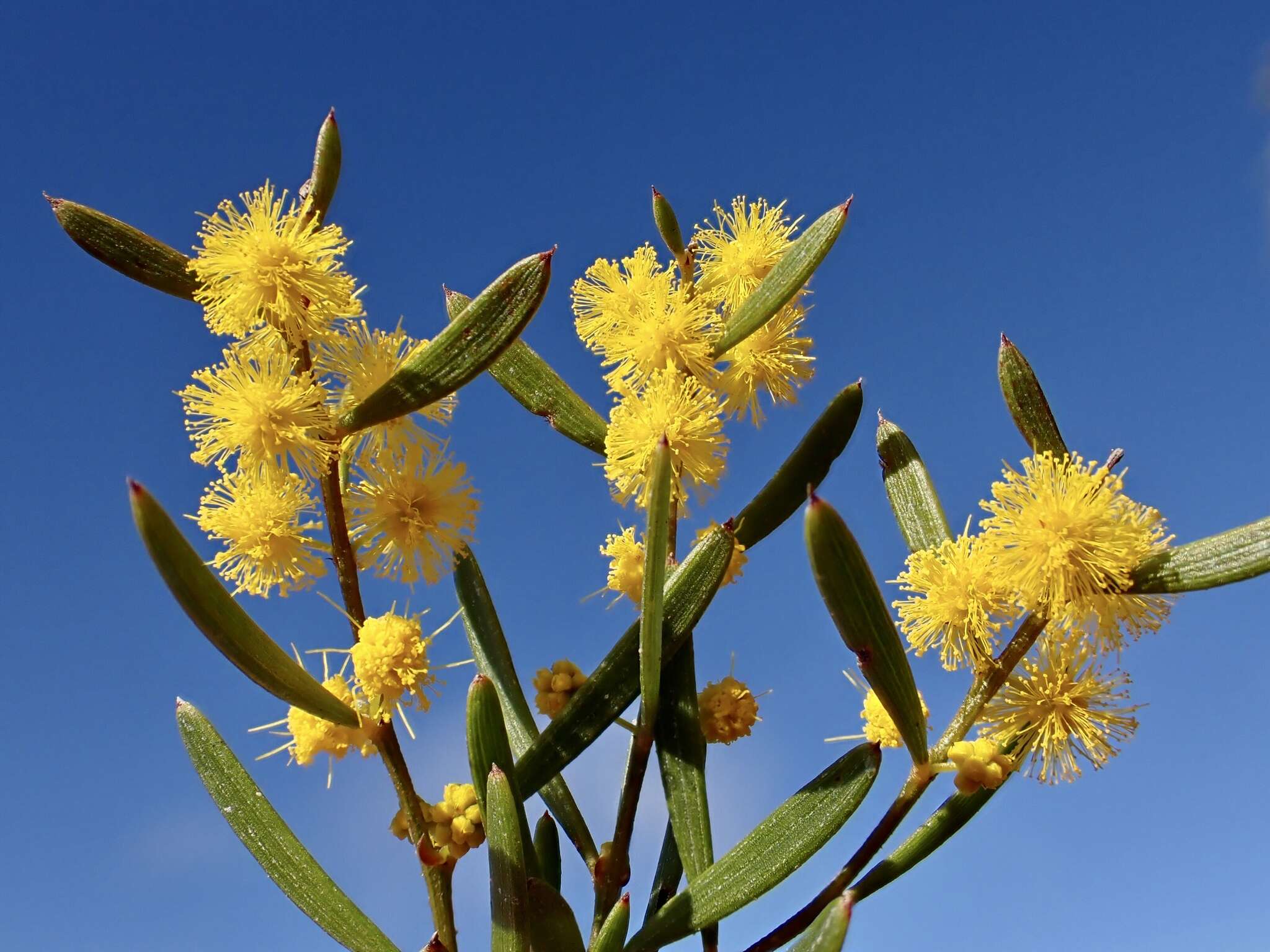 Image of Acacia sclerophylla var. sclerophylla