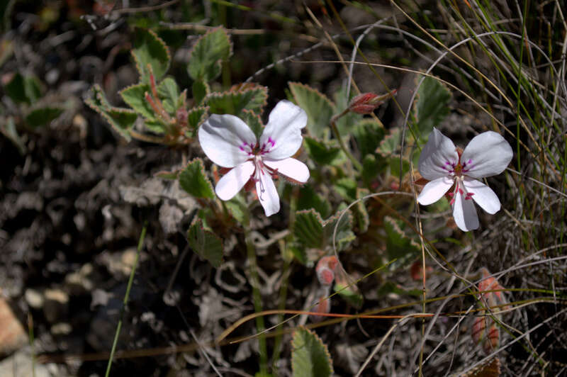 Image of Pelargonium ovale (Burm. fil.) L'Her.