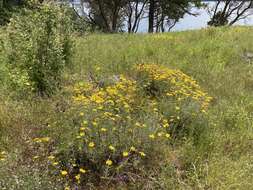 Plancia ëd Eriophyllum lanatum var. leucophyllum (DC.) W. R. Carter