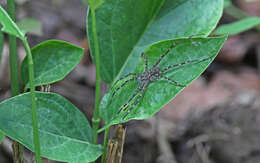 Image of Trechalea extensa (O. Pickard-Cambridge 1896)