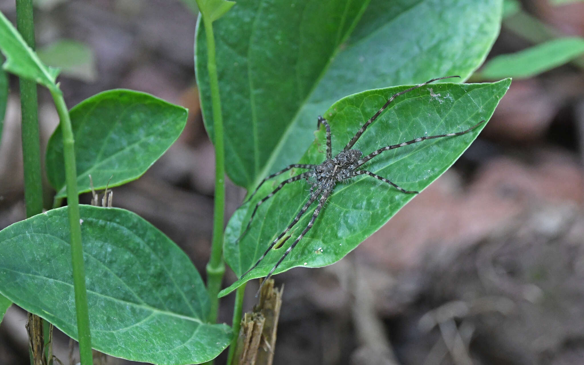 صورة Trechalea extensa (O. Pickard-Cambridge 1896)