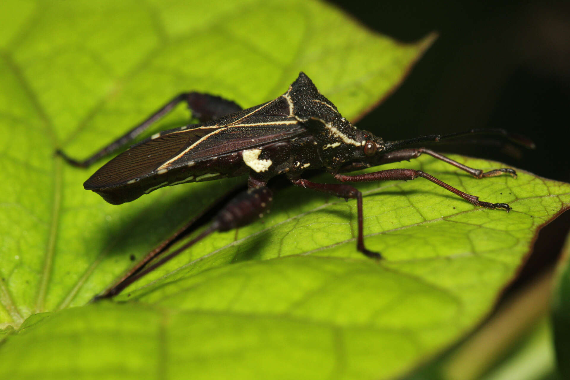 صورة Acanthocerus crucifer Palisot de Beauvois 1818