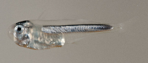 539.austr usnm 422872 photograph 28 0mmsl aust 425 1507672612 jpg.580x360