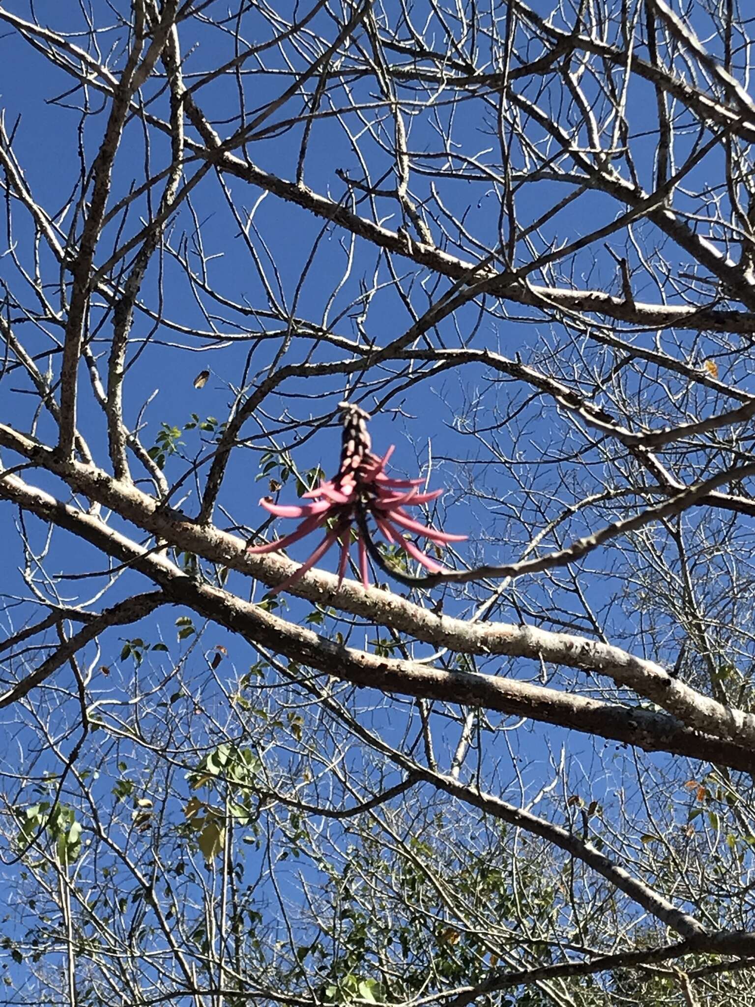 Image de Erythrina standleyana Krukoff