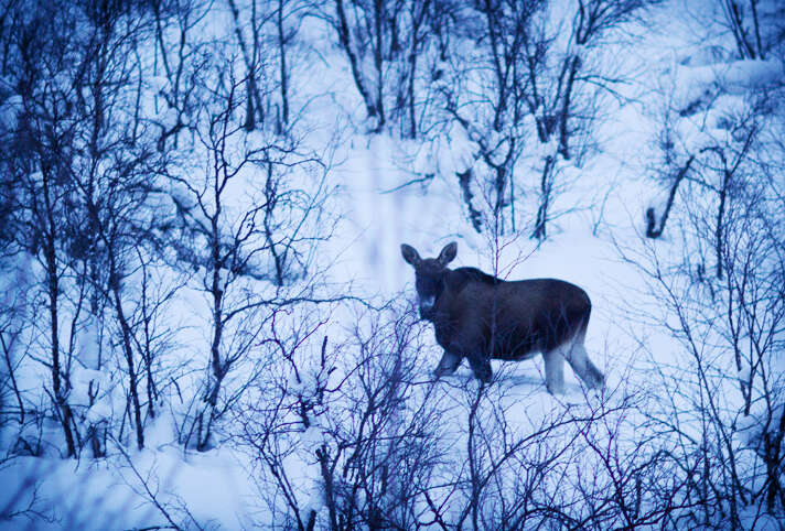 Image of Elk