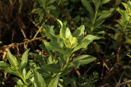 Image of Verbesina centroboyacana S. Díaz-Piedrahíta