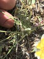 Image of California desertdandelion