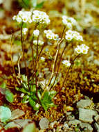 Image of Austrian draba