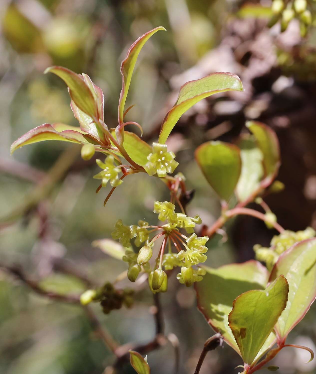 Image of China root