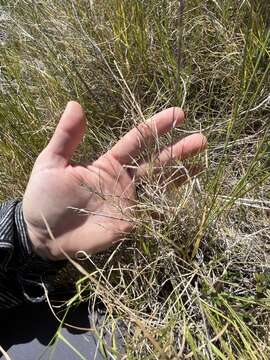 Imagem de Muhlenbergia utilis (Torr.) Hitchc.