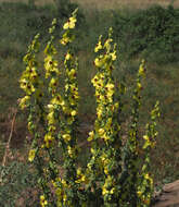 Image of Verbascum galilaeum Boiss.