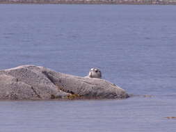 Image of bearded seal