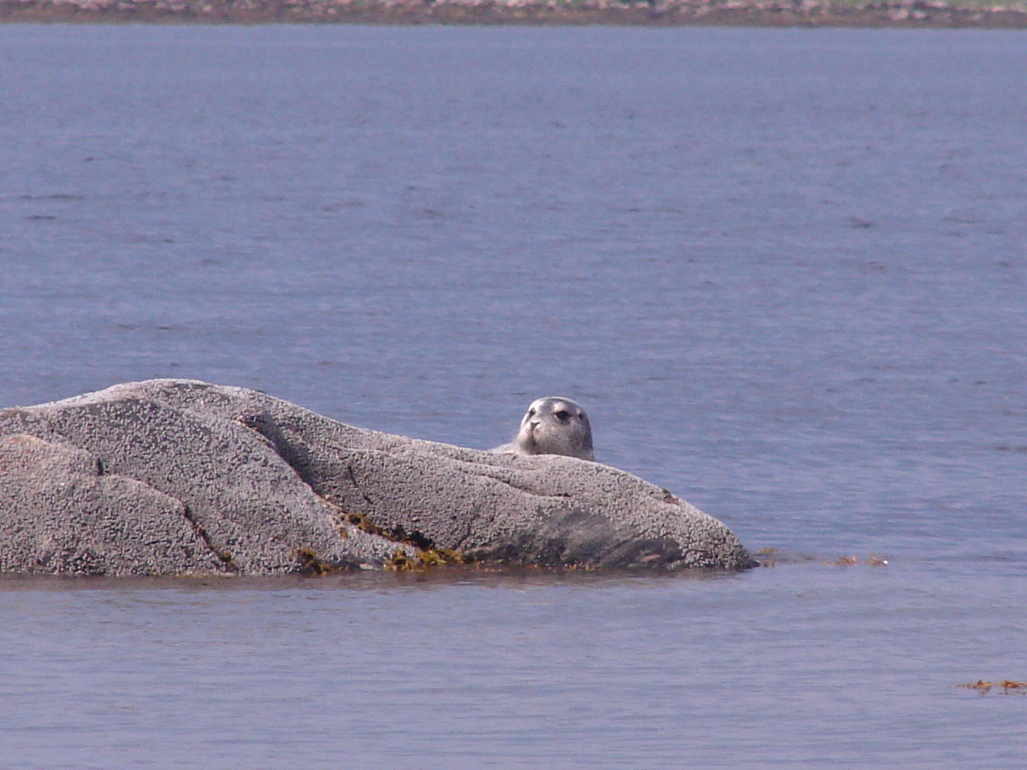 Image of bearded seal