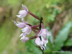 Image of Stenoglottis fimbriata Lindl.