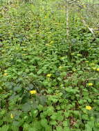 Imagem de Doronicum pardalianches L.