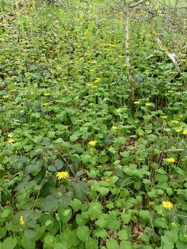 Doronicum pardalianches L. resmi