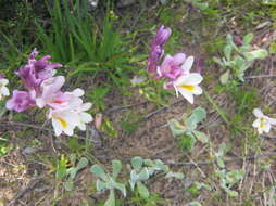 Freesia leichtlinii subsp. alba (G. L. Mey.) J. C. Manning & Goldblatt resmi