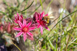 Image of Andrena freygessneri Alfken 1904