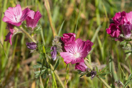 Image of dwarf checkerbloom