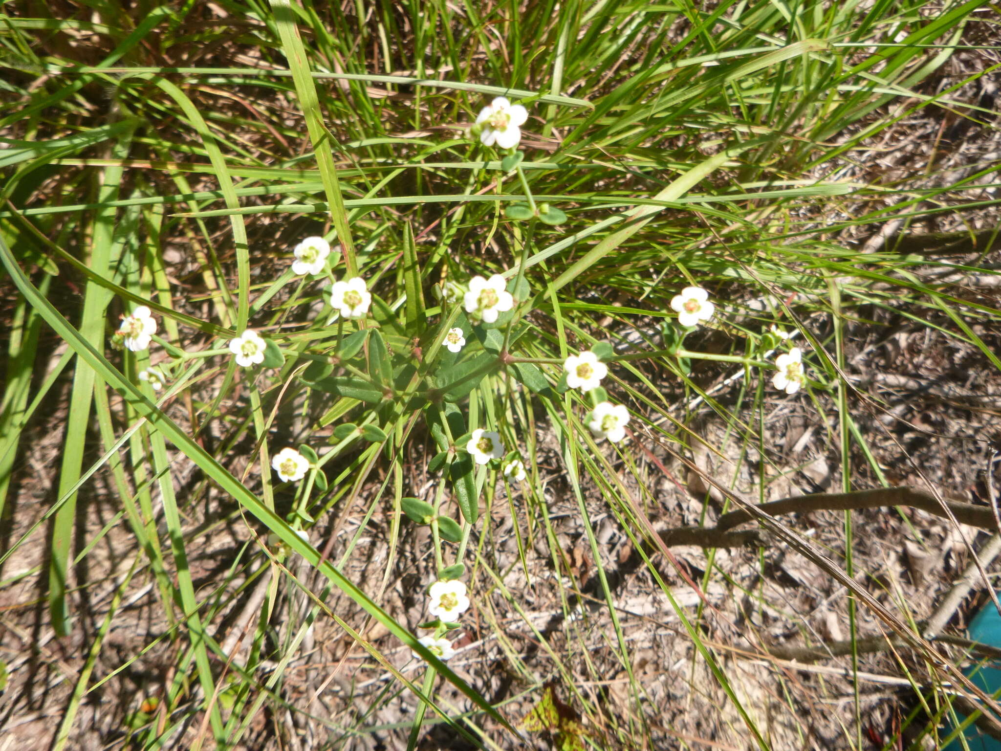 Image of summer spurge