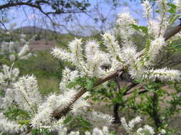 Mimosa polyantha Benth.的圖片