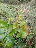 Image of Alchemilla cymatophylla Juz.