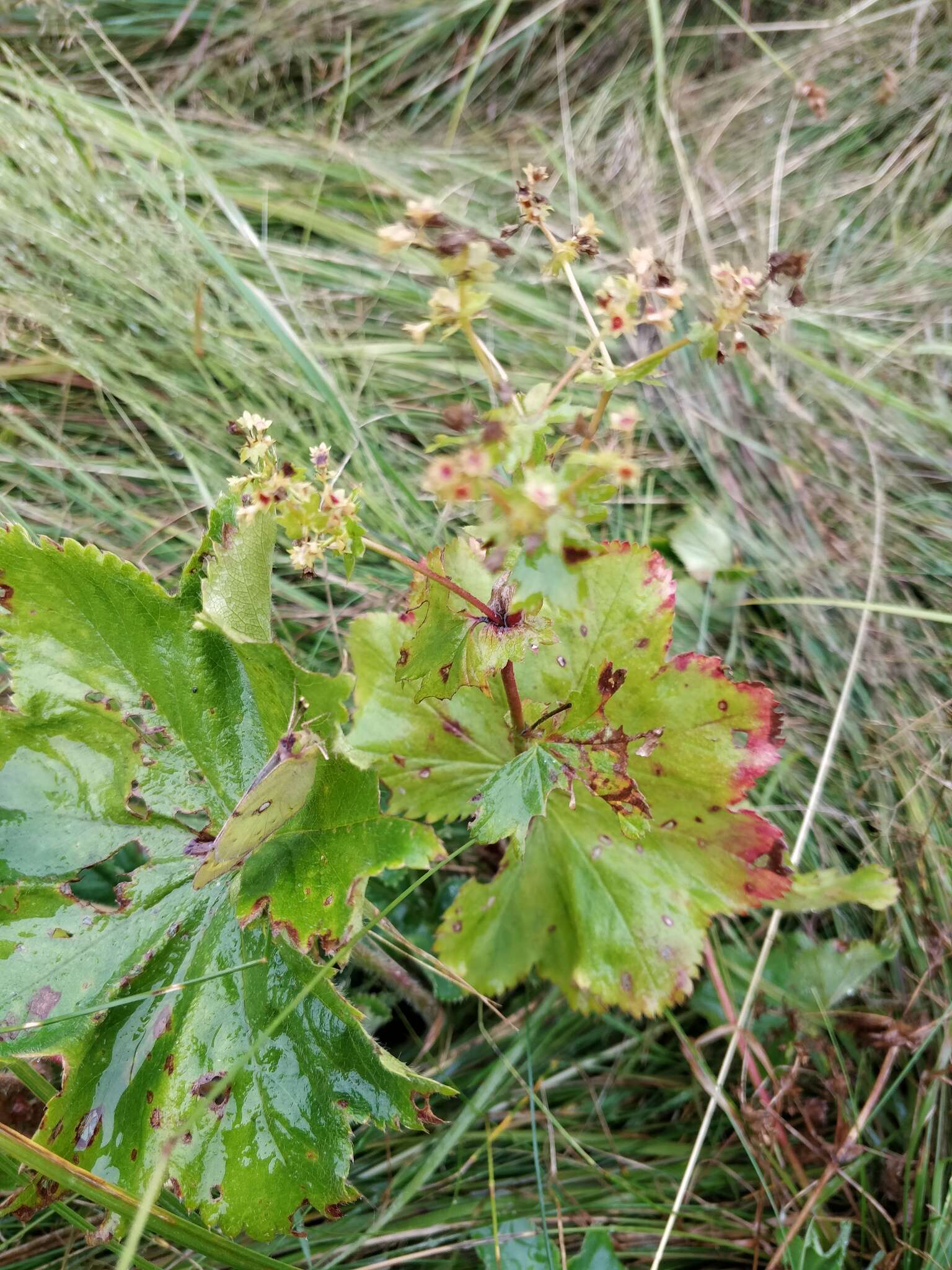 Image of Alchemilla cymatophylla Juz.