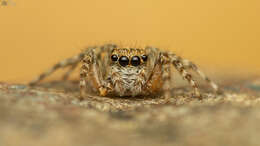 Image of Euophrys leipoldti Peckham & Peckham 1903