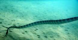 Image of Ornate Reef Sea Snake