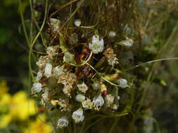 Image of Cuscuta californica var. californica