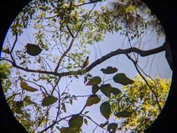 Image of Brown-headed Thrush