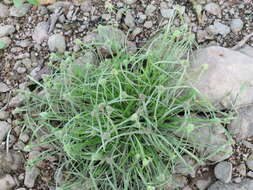 Image of Cyperus hortensis (Salzm. ex Steud.) Dorr
