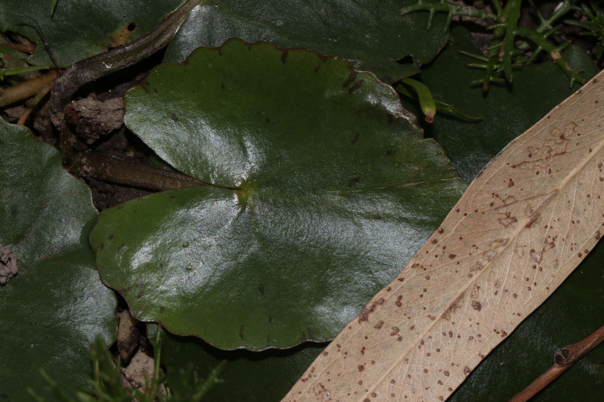 Image of Wavy Marshwort