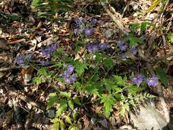 Phacelia bipinnatifida Michx. resmi