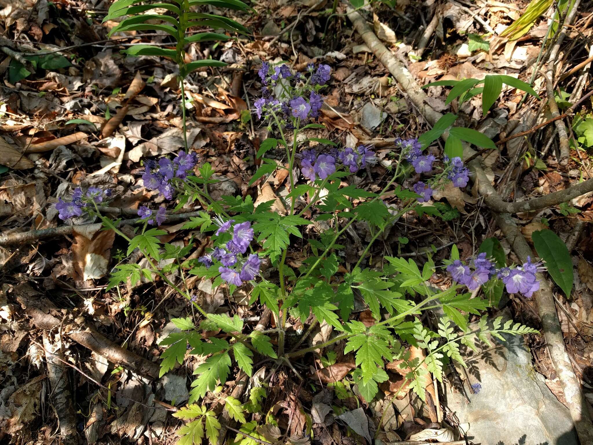 Phacelia bipinnatifida Michx. resmi