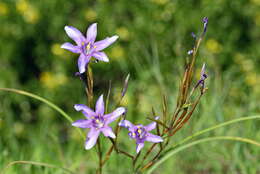 Plancia ëd Moraea polyanthos L. fil.