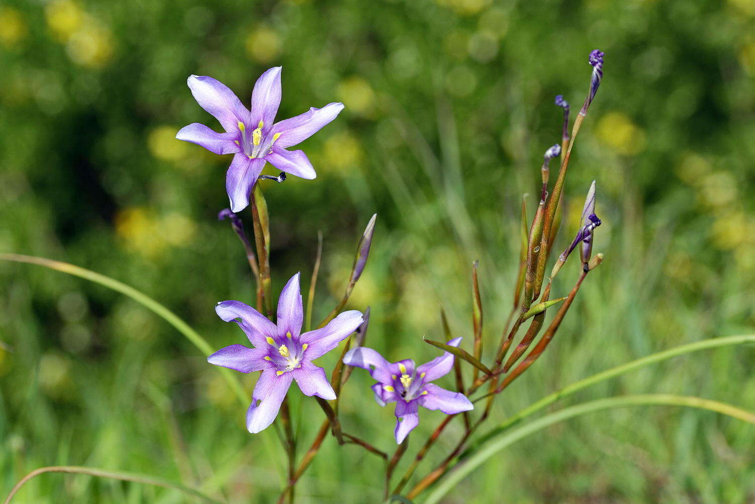 Image of Moraea polyanthos L. fil.