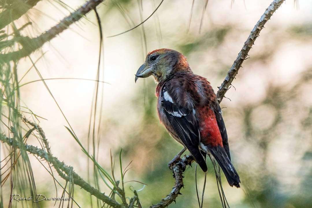 Image of Hispaniolan Crossbill